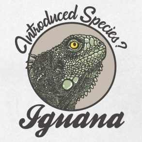 Green Iguana face logo design / Drawing