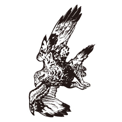 Rough Legged Hawk logo design / Drawing