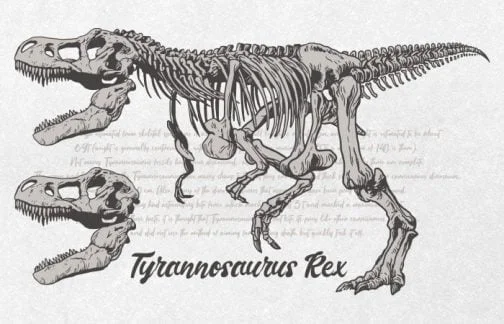 Dinosaurus Tyrannosaurus Rex 02 / Het hele lichaam skelet / Tekening