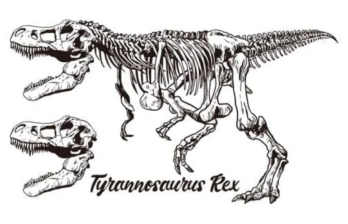 Dinosaurus Tyrannosaurus Rex 02 / Het hele lichaam skelet / Tekening