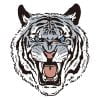 Bellender Tiger - Zeichnung – Bild 2
