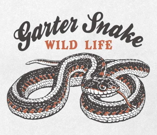 Common Garter Snake / Drawing