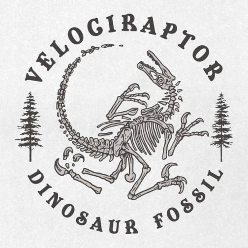 Dinozaur Velociraptor / skamielina / rysunek