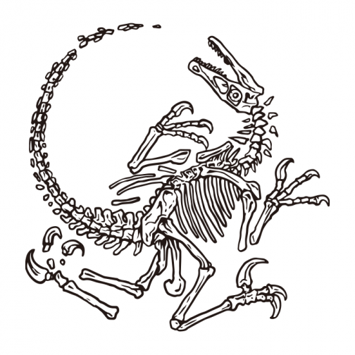 Dinosaur Velociraptor / fossil / Drawing