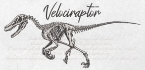 Dinosaurus Velociraptor / Het hele lichaam skelet / Tekening