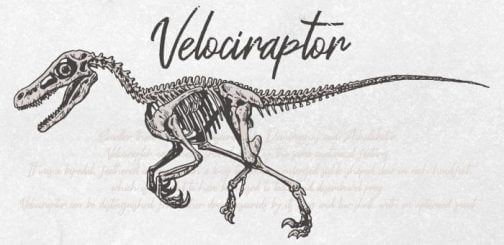 डायनासोर वेलोसिरैप्टर / पूरे शरीर का कंकाल / ड्राइंग