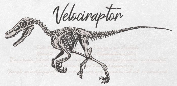 Como desenhar um Dinossauro Velociraptor 