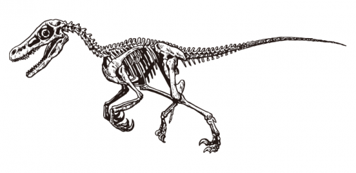 Dinosaur Velociraptor / Whole body skeleton / Drawing
