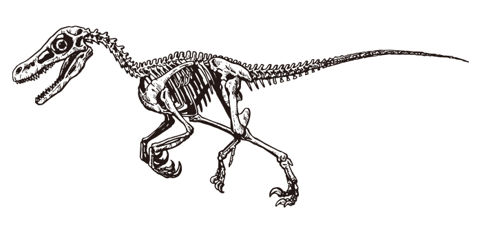 velociraptor skeleton drawing