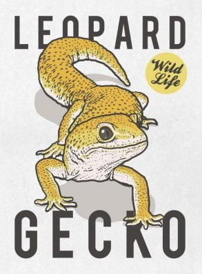 Leopard gecko / Drawing