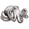 Kraken / Koningsoctopus / Tekening / Logo - Afbeelding 2