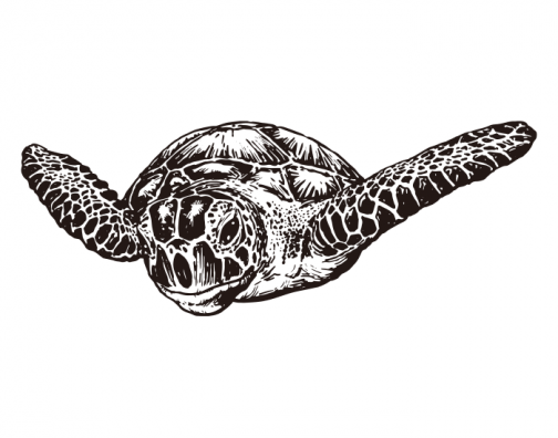 Meeresschildkröte 01 / Zeichnung
