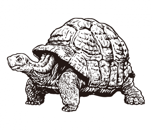 Riesenschildkröte / Zeichnung
