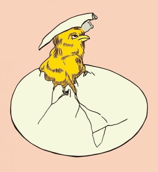 Chick romper la cáscara