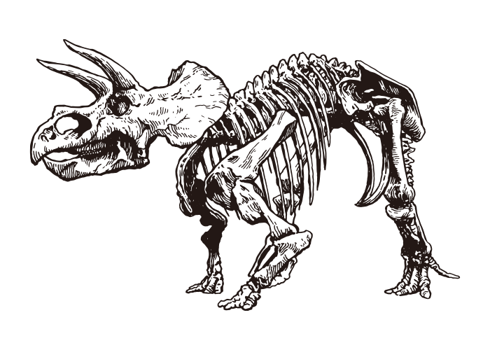 Triceratops / Whole body / skeleton / Drawing ai illustrator file