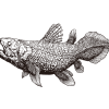 Coelacanth / Drawing - Image 2
