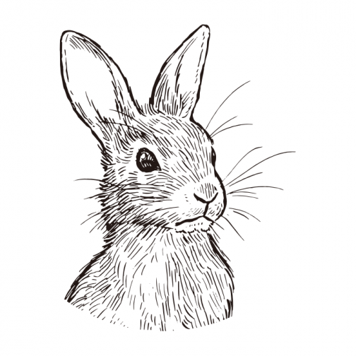 Kaninchen 01 / Zeichnung