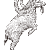 Grande stambecco alpino dominante / Disegno - immagine 2