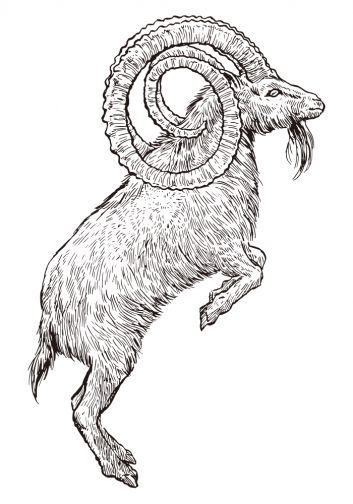 Big dominant alpine ibex / Drawing | ai illustrator file | US$5.00 each