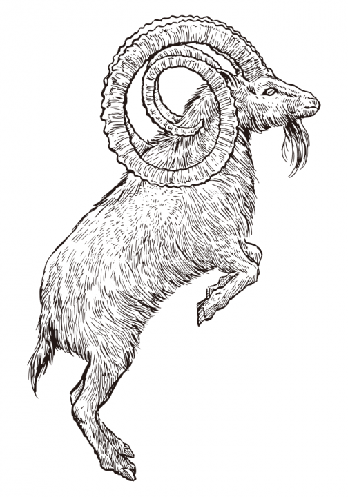 Big dominant alpine ibex / Drawing