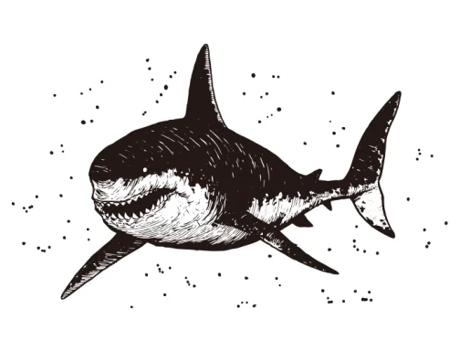 Megalodon 01 / Drawing
