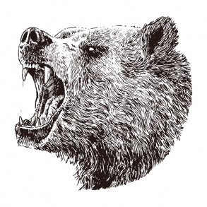 Grizzly 01 / Drawing | ai illustrator file | US$5.00 each | Ai & PNG File