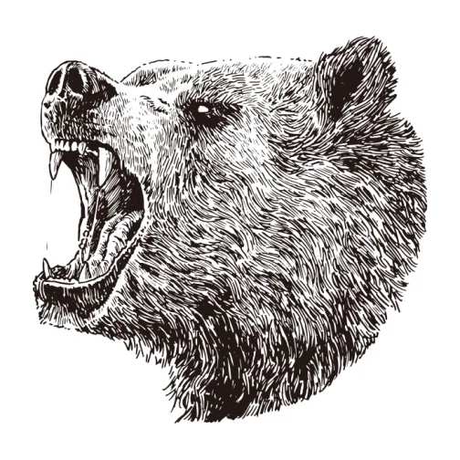 Grizzly 01 / Rysunek