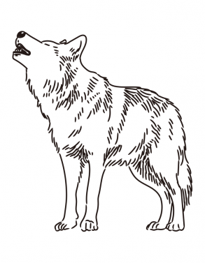 Wolf / Creeping wolf / Howling wolf / Drawing | ai illustrator file ...