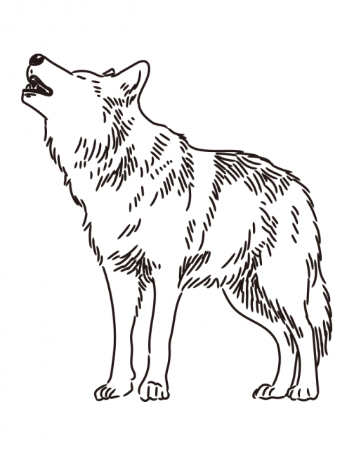 Wolf / Creeping wolf / Howling wolf / Drawing