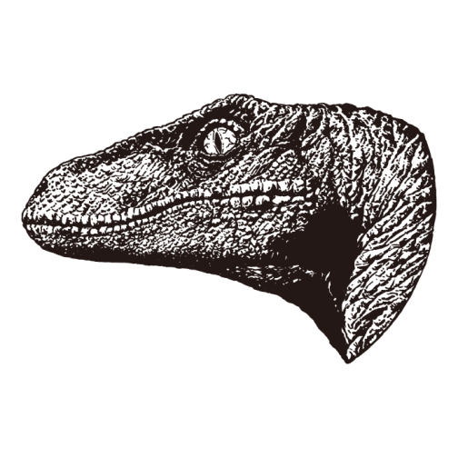 Dinosaur Velociraptor / face / head /  Drawing