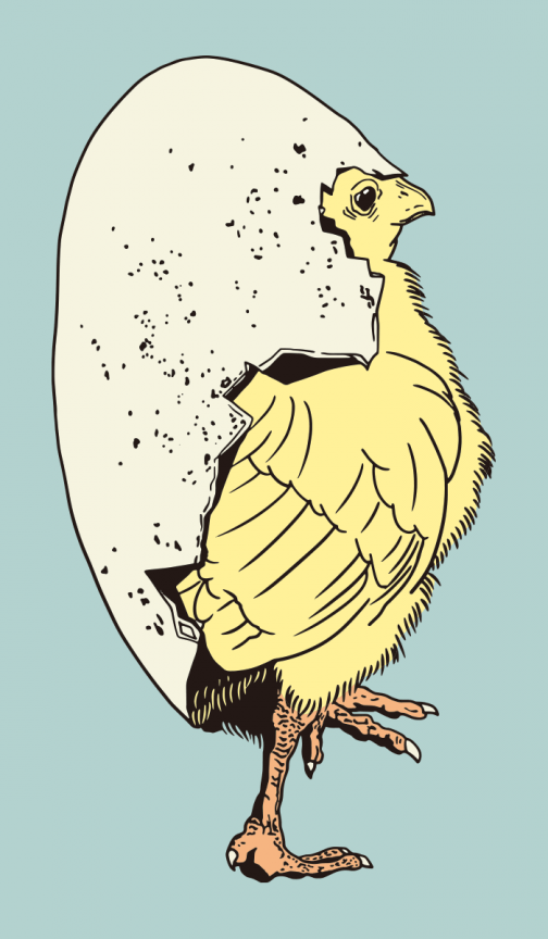 El pollito recién nacido / Dibujo