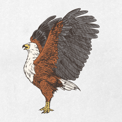 Afrikanischer Fischadler / Zeichnung