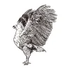 Afrikaanse visarend / Tekening - Afbeelding 2