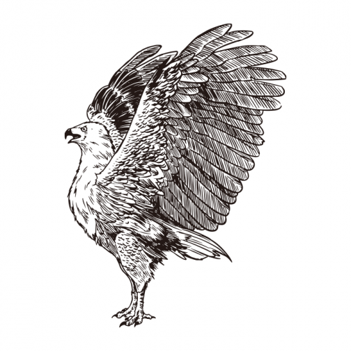 Afrikanischer Fischadler / Zeichnung