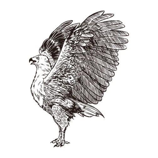African fish eagle / Drawing