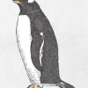 Modieuze Gentoo Pinguïn / Tekening - Afbeelding 2