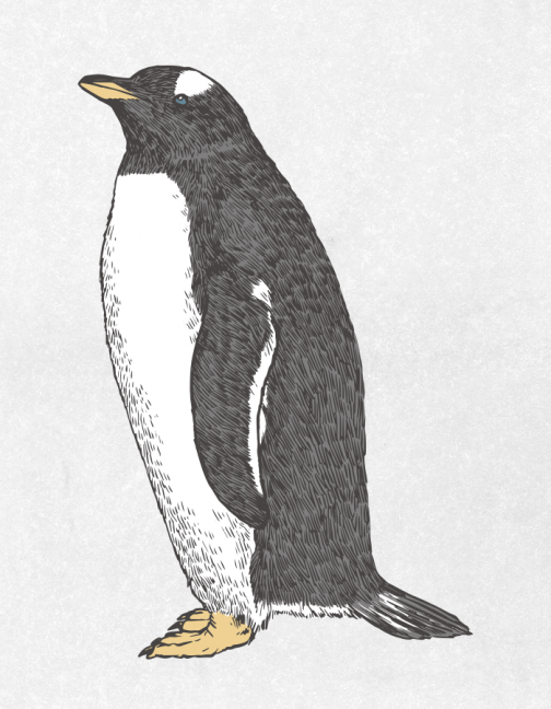 Pingüino Gentoo a la moda / Dibujo