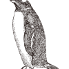 Modieuze Gentoo Pinguïn / Tekening - Afbeelding 3