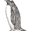 Pinguim Gentoo Fashionable / Desenho - Image 3