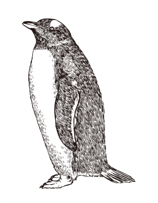 Pinguim Gentoo Fashionable / Desenho