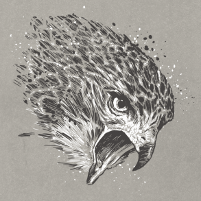 Roodstaarthavik 04 / Tekening