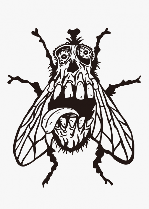 Cráneo de la mosca / Dibujo