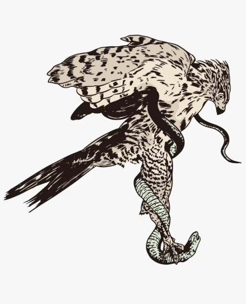Eagle Hunting Snakes / Drawing