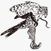 Aigle chassant les serpents / Dessin – Image 2