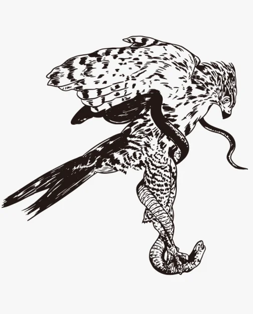 Eagle Hunting Snakes / Drawing