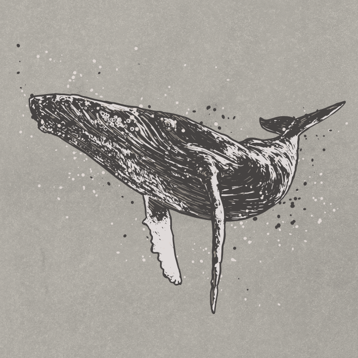 Humpback Whale Drawing Ai Illustrator File Us 5 00 Each Ai Png File