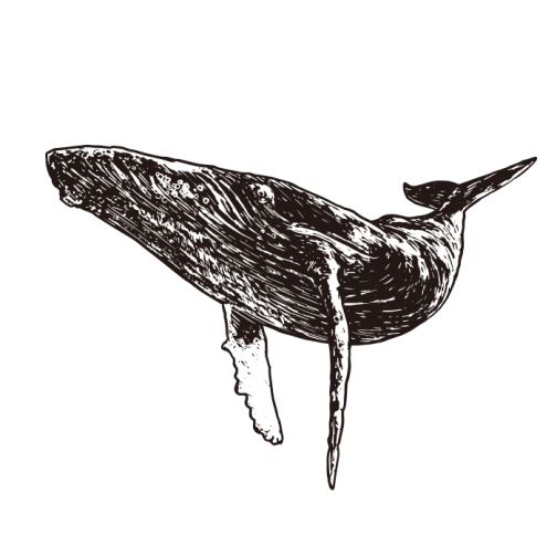 Humpback whale / Drawing