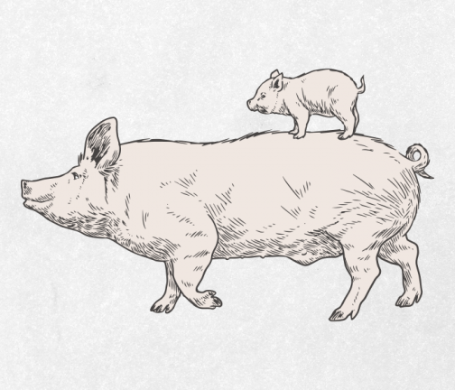 Schwein Eltern und Kind 01 / Zeichnung