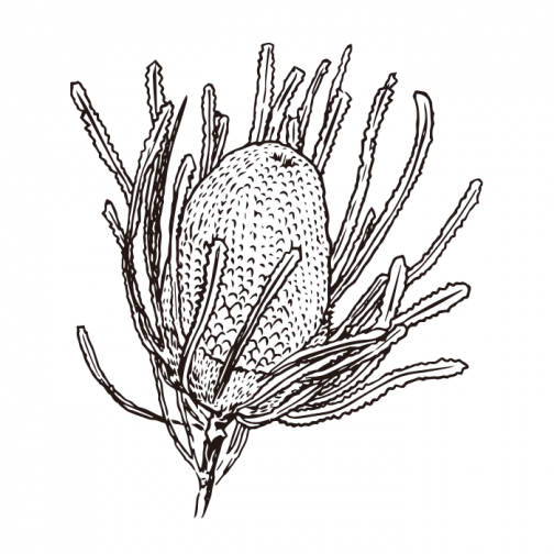 Banksia / Drawing