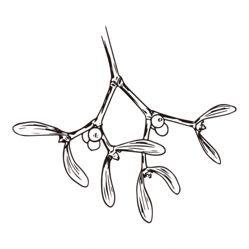 Mistletoe / Drawing